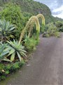 Barranco 13.jpg